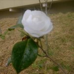 잊혀진 <b>동백</b>32