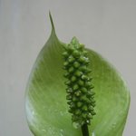 천사의 <b>날개</b>