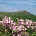 <b>소백산</b> 철쭉 05
