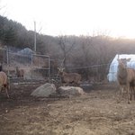 광릉내 수목원과  수목원지나 남양주 팔현리에는
