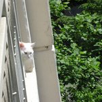 <b>울</b><b>집</b>냥이