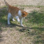 고양이와 <b>뱀</b>의 사투8