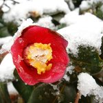 잊혀진 <b>동백</b>92