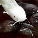 <b>특이</b><b>종</b> 하얀메기