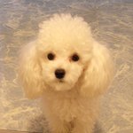 울집 <b>강쥐</b> 다롱이예요~~~~~~~~~~~~~^^