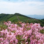 <b>소백산</b> 철쭉 06