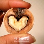 사랑의 <b>호두</b>♡