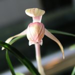 <b>난초</b>3