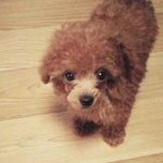 제 <b>주인</b>님이 <b>저</b>보다 귀여워요~