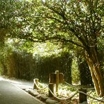 잊혀진 <b>동백</b>93