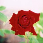 이쁜 <b>장미</b>........