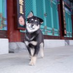 우리 강아지 엄마 만나던 날