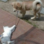 <b>개새</b>야 날 버리지마
