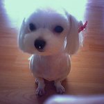 우리집 강아지 <b>미미</b>