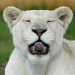<b>메렁</b>~