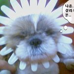배<b>껍질</b>로 머리띠???