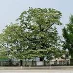 천연기념물 214호 - 진안 평지리 <b>이팝</b>나무