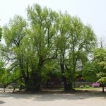 <b>천연</b>기념물 59호 - 서울 문묘 은행나무