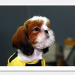 시<b>츄</b>   뭔 생각