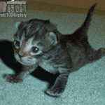 <b>푸쉬</b>업 하는 고양이