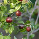 잊혀진 <b>동백</b>94