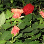 <b>고양</b>꽃박람회-장미원3