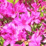 <b>영산홍</b>