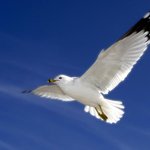 우리는 창공을 꿈꾼다 (31)