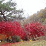 가을<b>단풍</b>.............