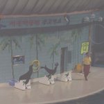 물개들의 <b>재롱</b>..