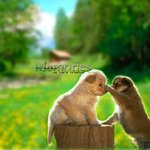 겸둥이 <b>강쥐</b> 바탕화면