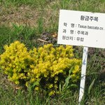 <b>황금</b>주목