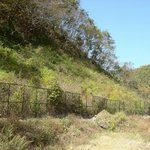 천연기념물 220호 - 괴산 추점리 <b>미선</b>나무자생지