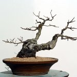 분재 - <b>소사</b>나무 (8)