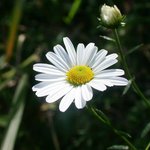 [들꽃좋아-4] 산<b>구절</b>초