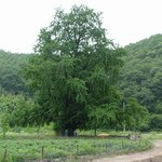 천연기념물 302호 - <b>의령</b> 유곡면 은행나무