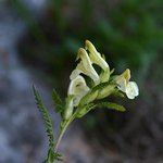 <b>만주</b>송이풀