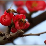 잊혀진 <b>동백</b>35