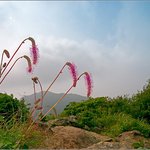 산<b>오이</b>풀