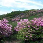 <b>소백산</b> 철쭉 09