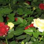 <b>고양</b>꽃박람회-장미원4