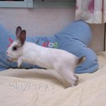 <b>푸마</b>가 되고싶었던 토껭이
