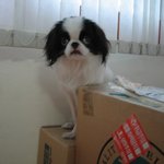 <b>루피</b> 특기인 앉아!