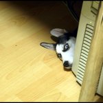 <b>개의</b> 매서운 눈빛..