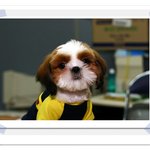 <b>시츄</b>에 뭉치라는 이름이 많쿤요...우리는 돈뭉치. ㅋㅋㅋ