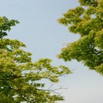 신록의 예술의<b>전당</b>  &amp; 우면산 -2