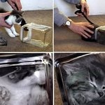 분재 고양이 만들기 부의 <b>상징</b>?