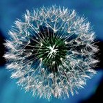 화려한 꽃잎 - <b>white</b> (3)