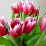 <b>튤립</b>