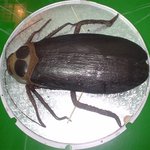 <b>바퀴</b>벌레 케이크 먹어볼래?